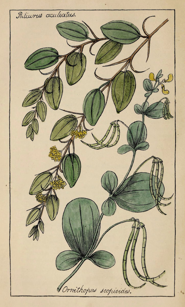Image of flowers, drawn by hand. Artist: Richard Deakin; Year: 1855; Image Sourced from Public Domain Image Archive, Biodiversity Heritage Library, Internet Archive, University of Toronto Libraries
